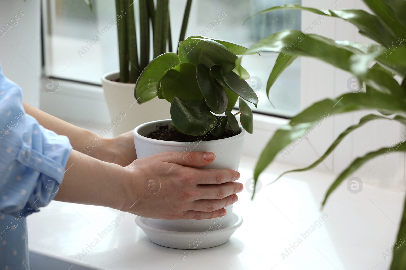 Photo of Woman holding pot with beautiful peperomia plant on windowsill indoors, closeup