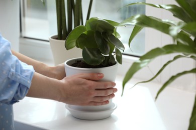 Photo of Woman holding pot with beautiful peperomia plant on windowsill indoors, closeup