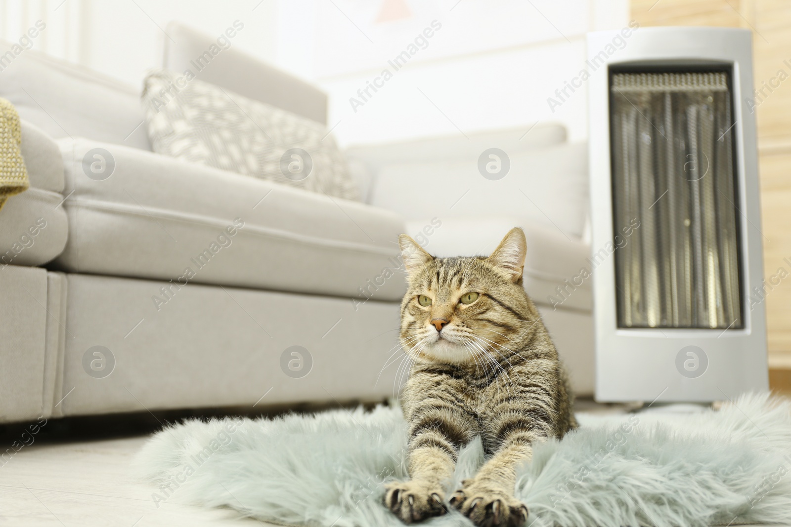 Image of Cute tabby cat near electric heater at home