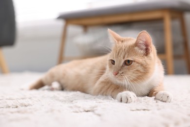 Cute ginger cat lying on floor at home