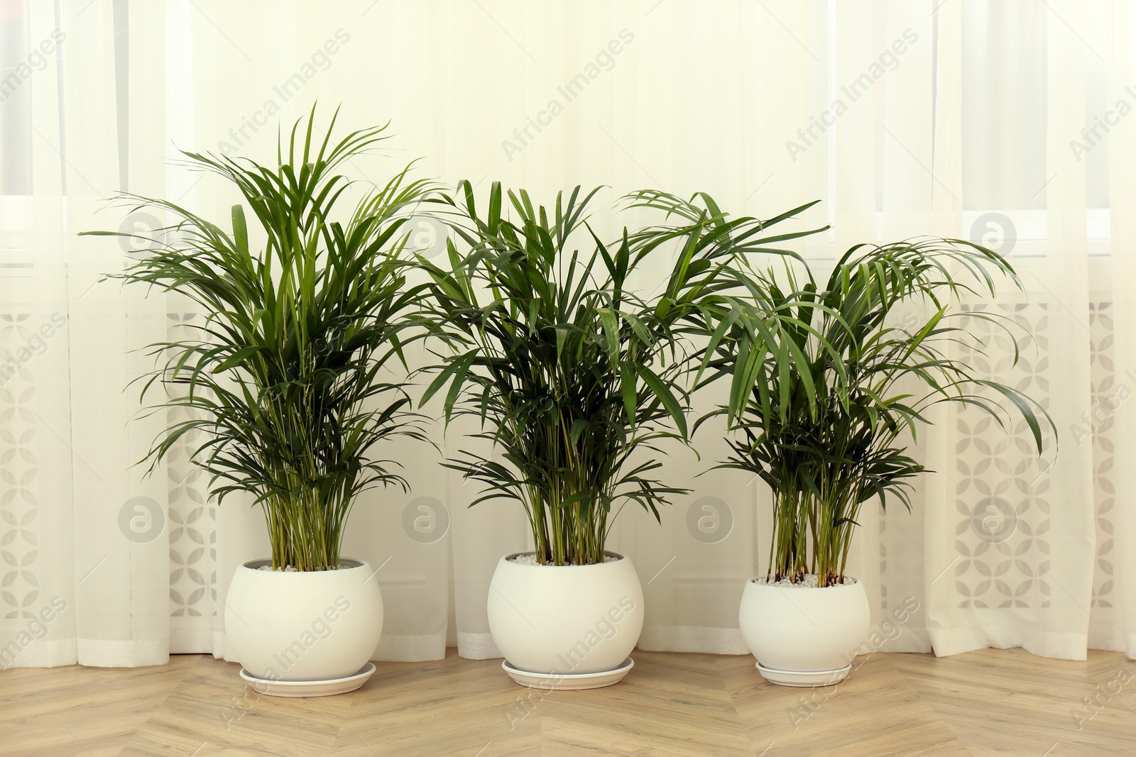 Photo of Exotic house plants on floor in room