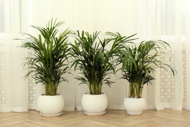 Photo of Exotic house plants on floor in room