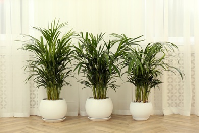 Exotic house plants on floor in room