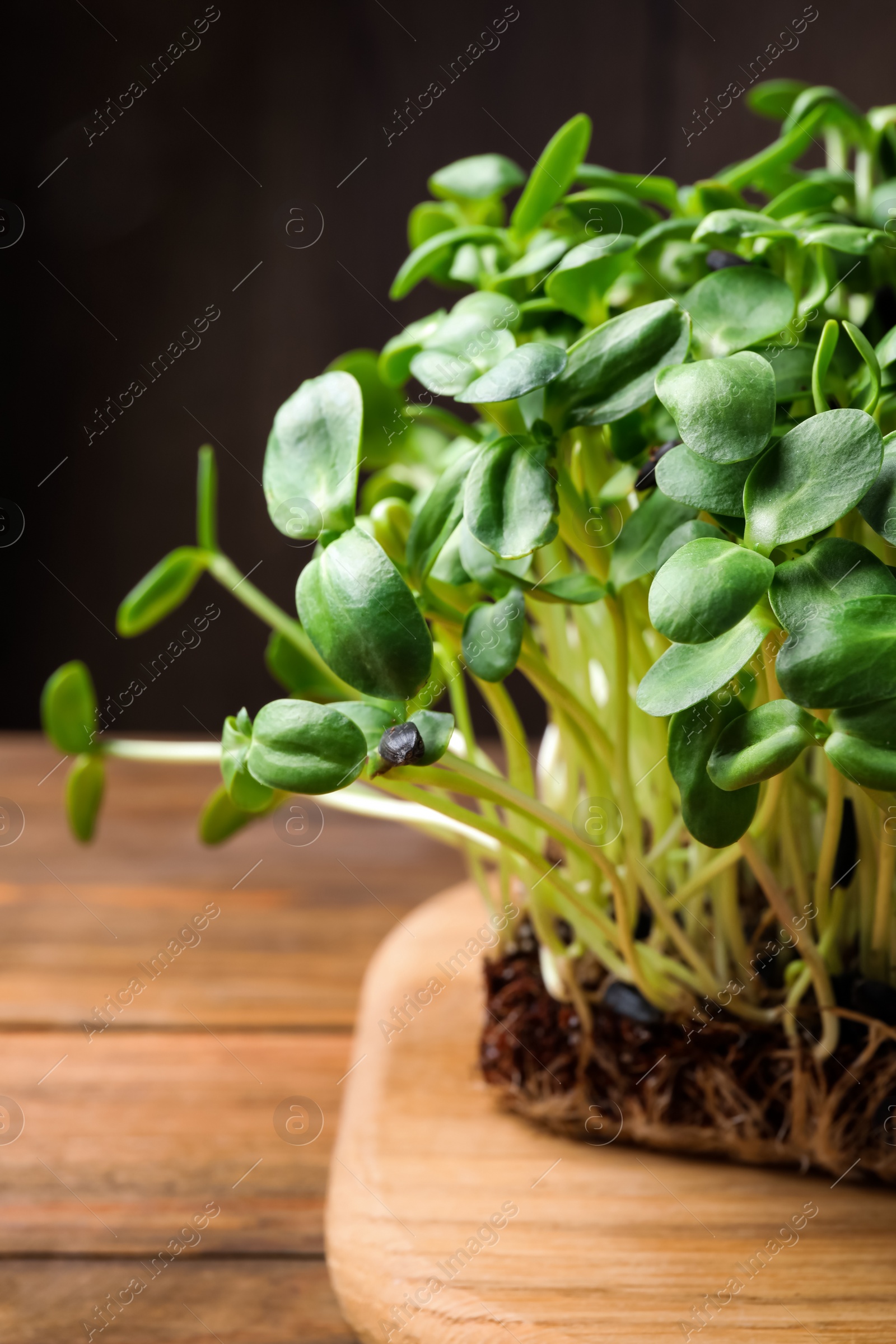 Photo of Fresh organic microgreen on wooden table, closeup view