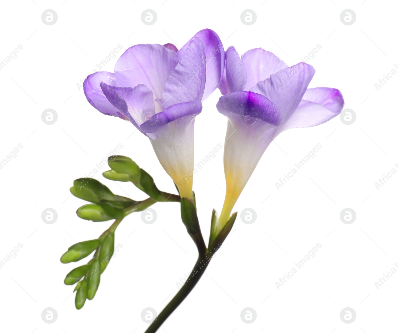 Photo of Beautiful violet freesia flower isolated on white