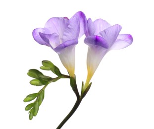 Beautiful violet freesia flower isolated on white