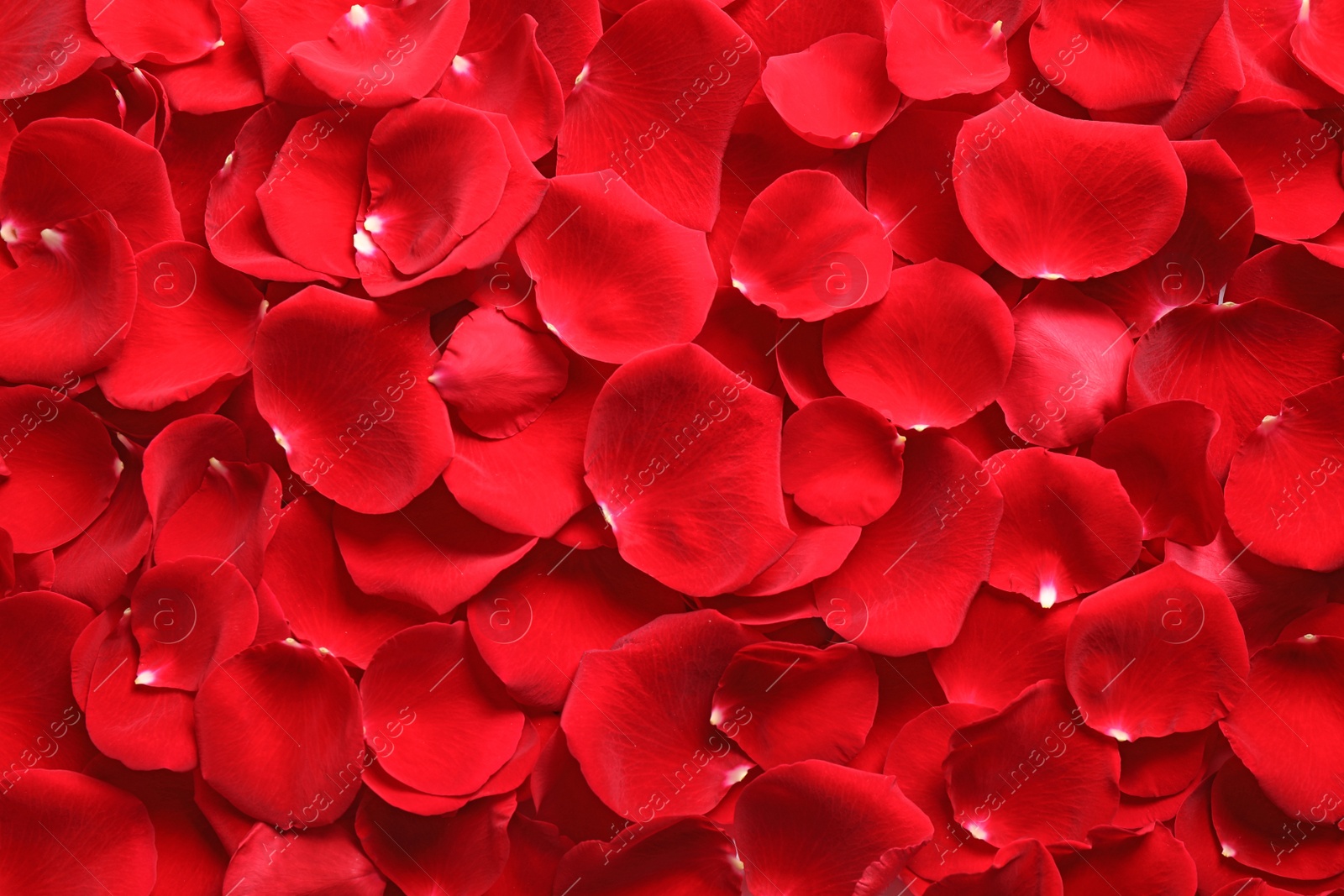 Photo of Fresh red rose petals as background, top view