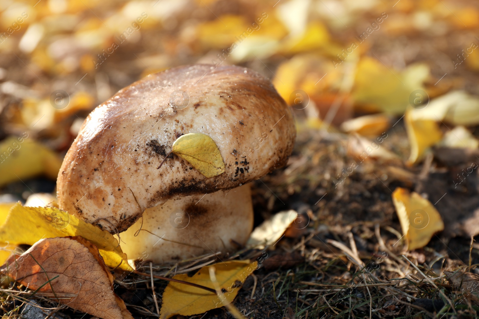 Photo of Fresh wild mushroom growing in forest, closeup view