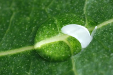 Photo of Water drop on green leaf as background, macro view