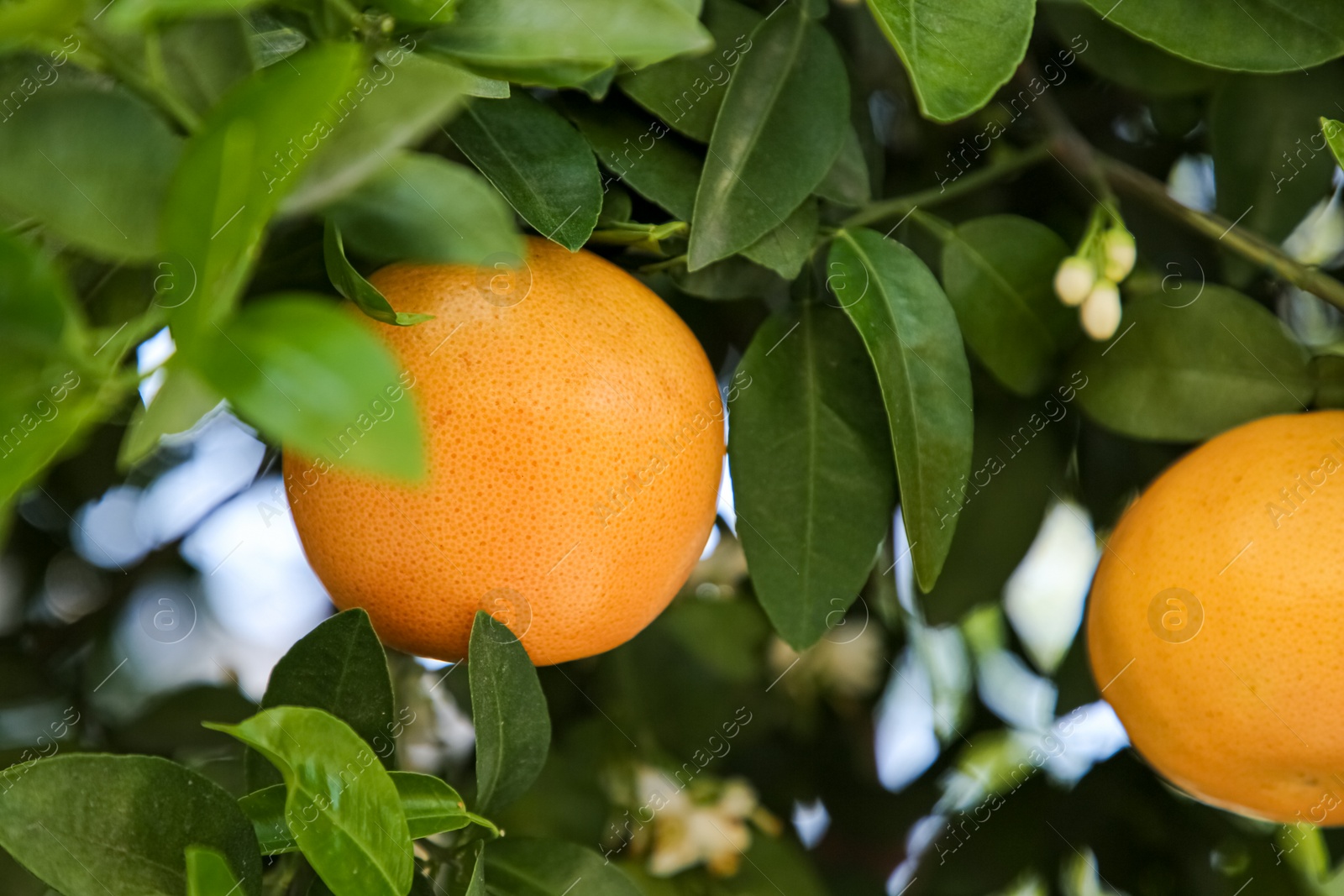 Photo of Ripening grapefruits growing on tree in garden