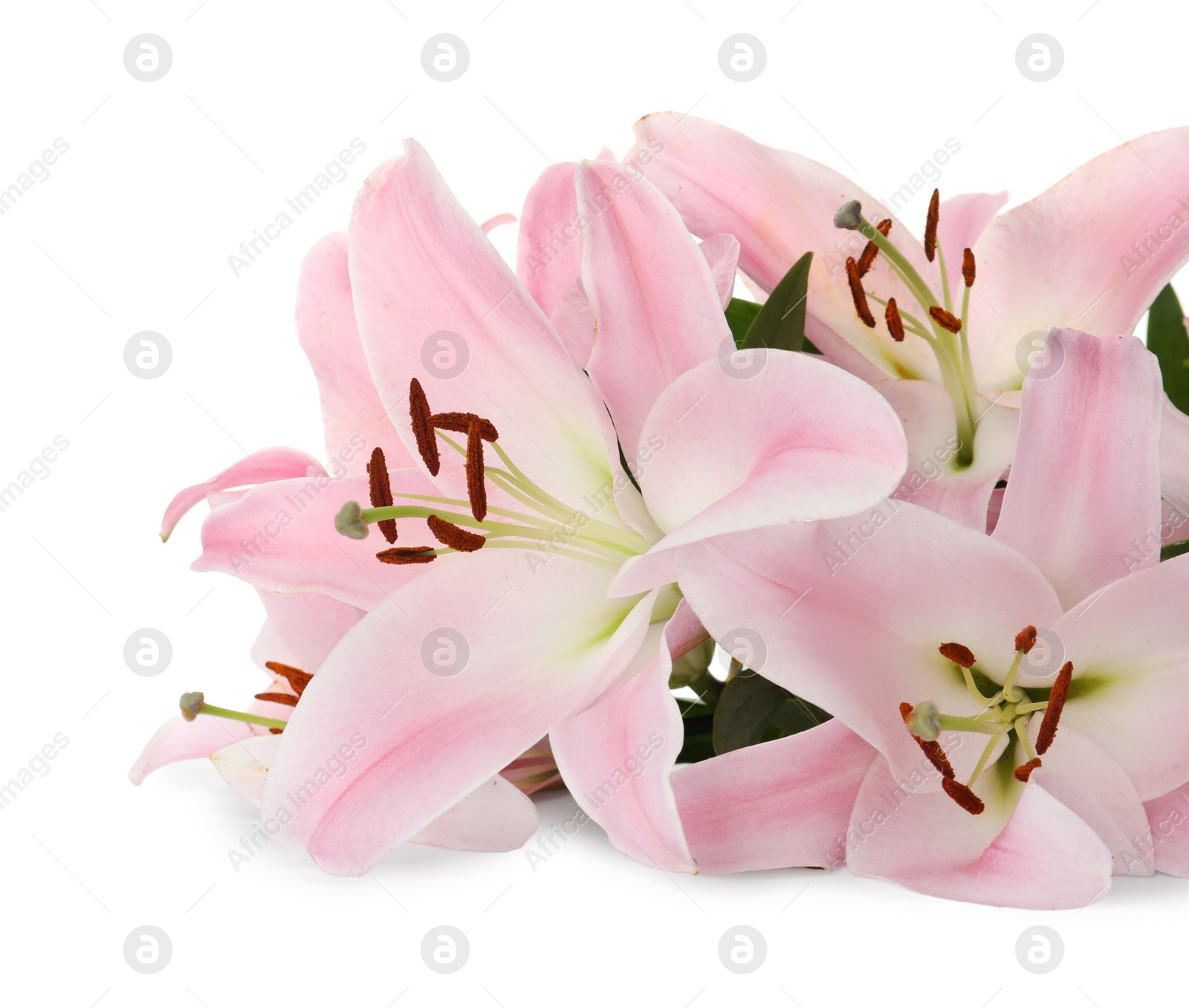 Photo of Beautiful pink lily flowers on white background