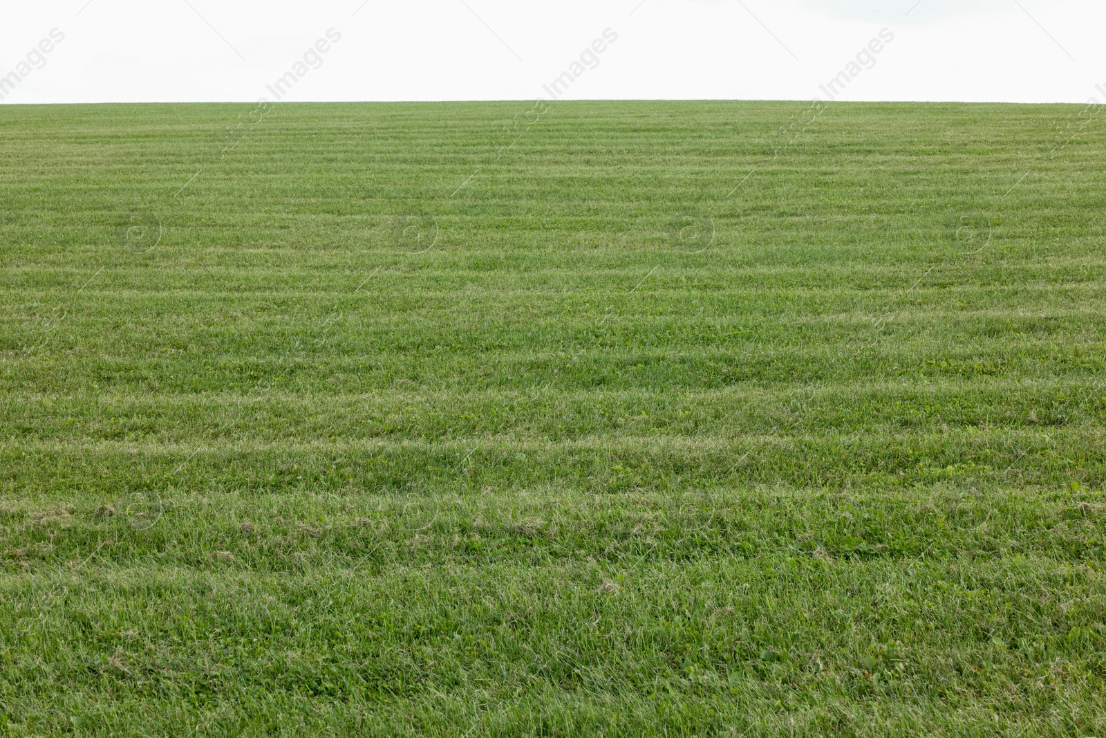 Photo of Beautiful lawn with bright green grass outdoors