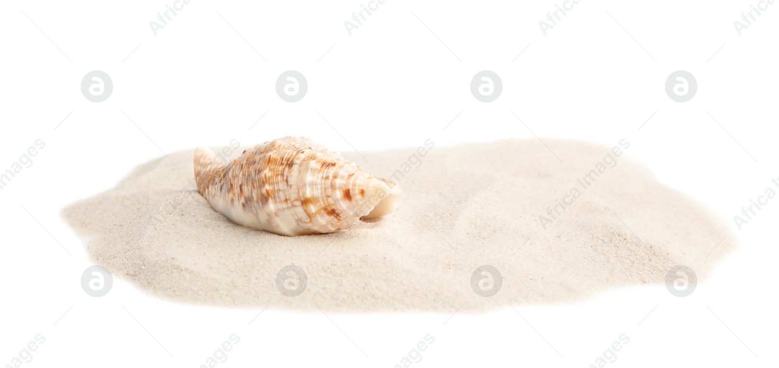 Photo of Pile of beach sand with sea shell on white background