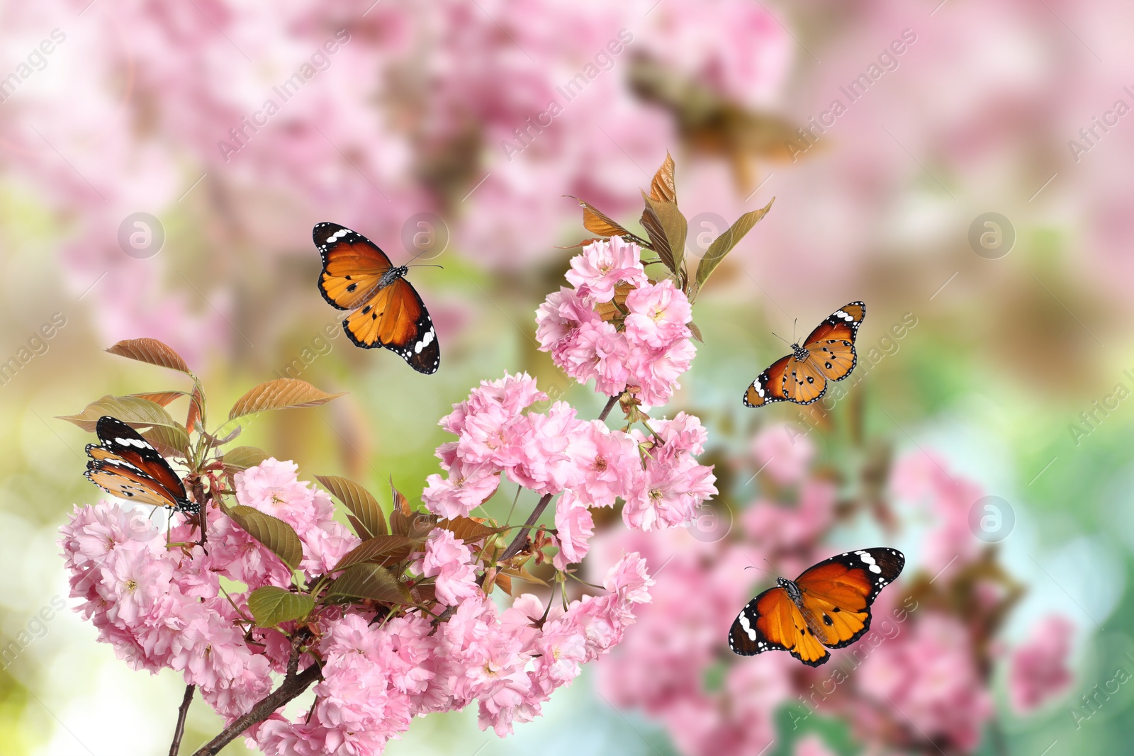 Image of Beautiful sakura tree branch with delicate pink flowers and flying butterflies outdoors 