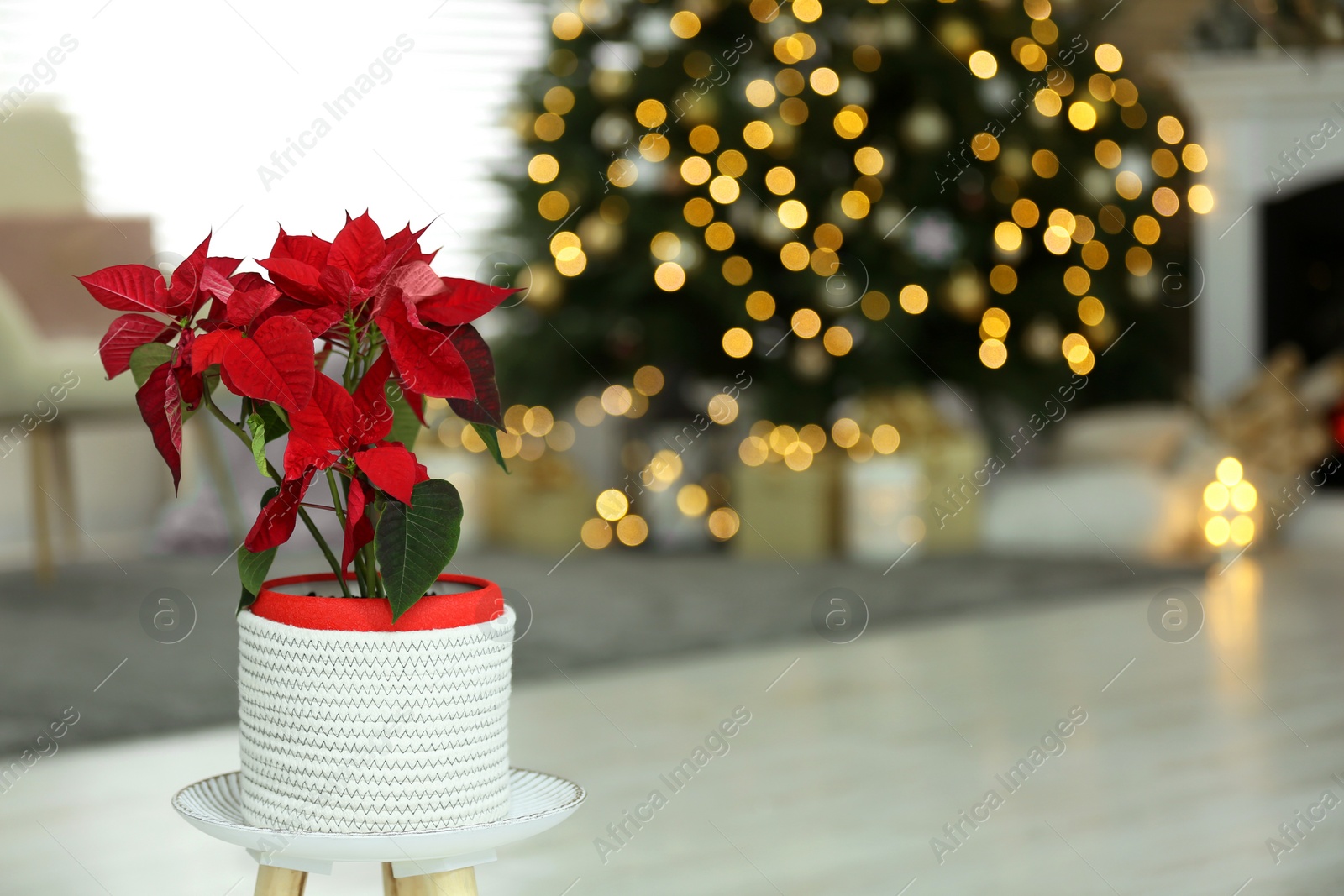 Photo of Potted poinsettia on stand in decorated room, space for text. Christmas traditional flower