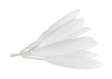 Photo of Beautiful fluffy bird feathers on white background, top view