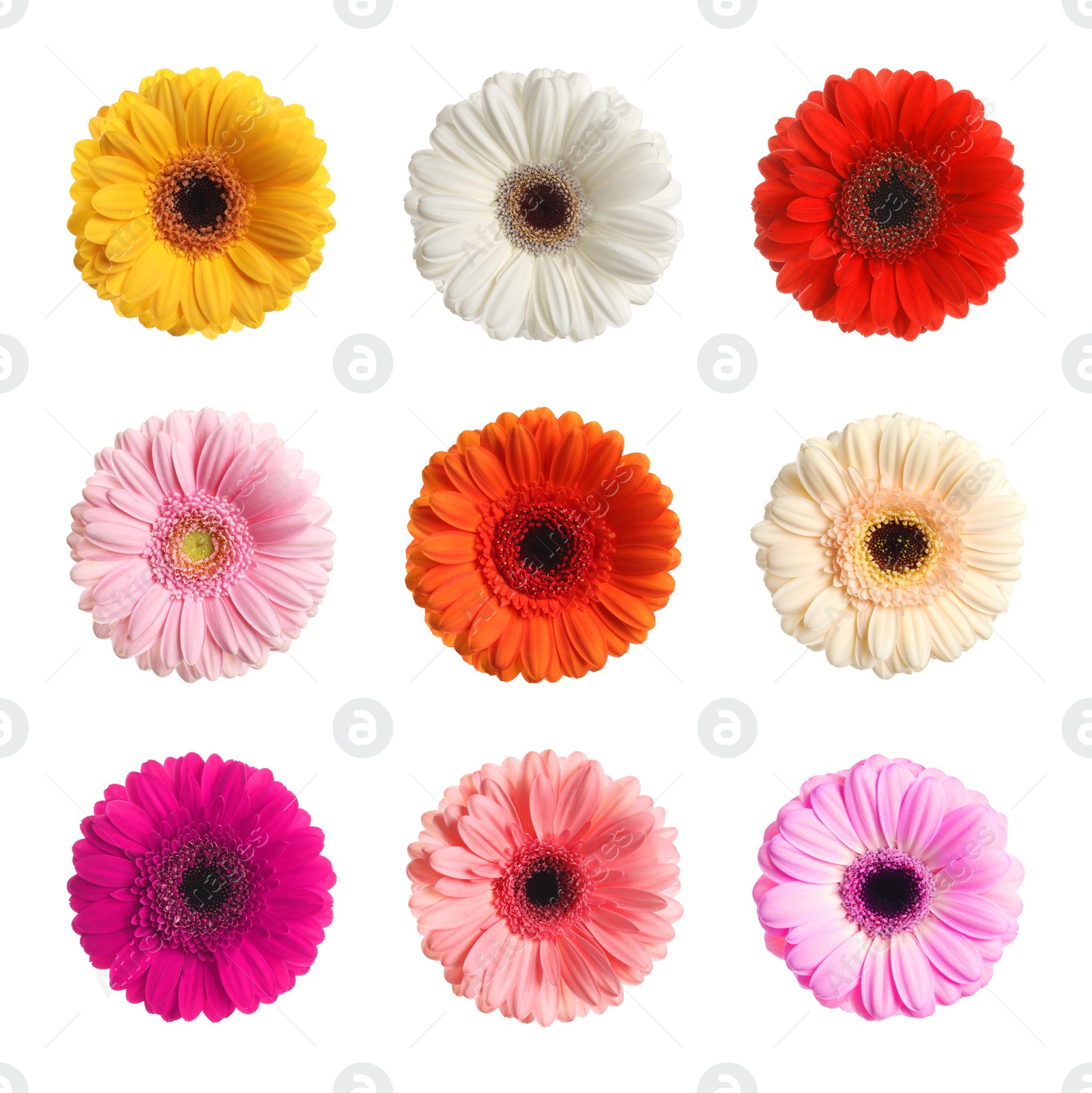 Image of Set with different beautiful gerbera flowers on white background