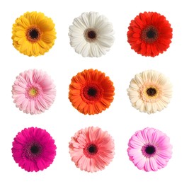 Image of Set with different beautiful gerbera flowers on white background