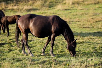 Photo of Beautiful horse grazing in field on sunny day. Lovely pet