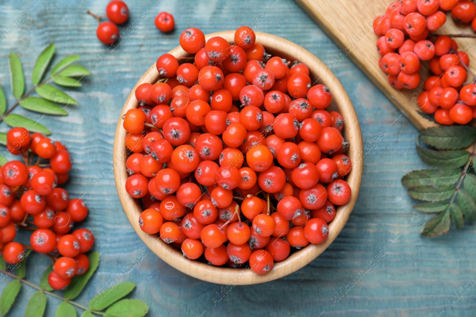 Photo of Fresh ripe rowan berries and leaves on light blue wooden table