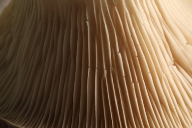 Photo of Fresh oyster mushroom as background, macro view