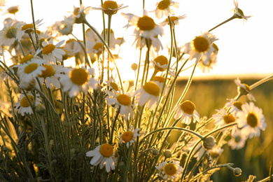 Closeup view of beautiful chamomile field on sunny day