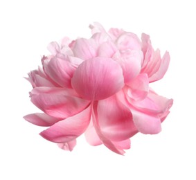 Photo of Beautiful pink peony flower isolated on white