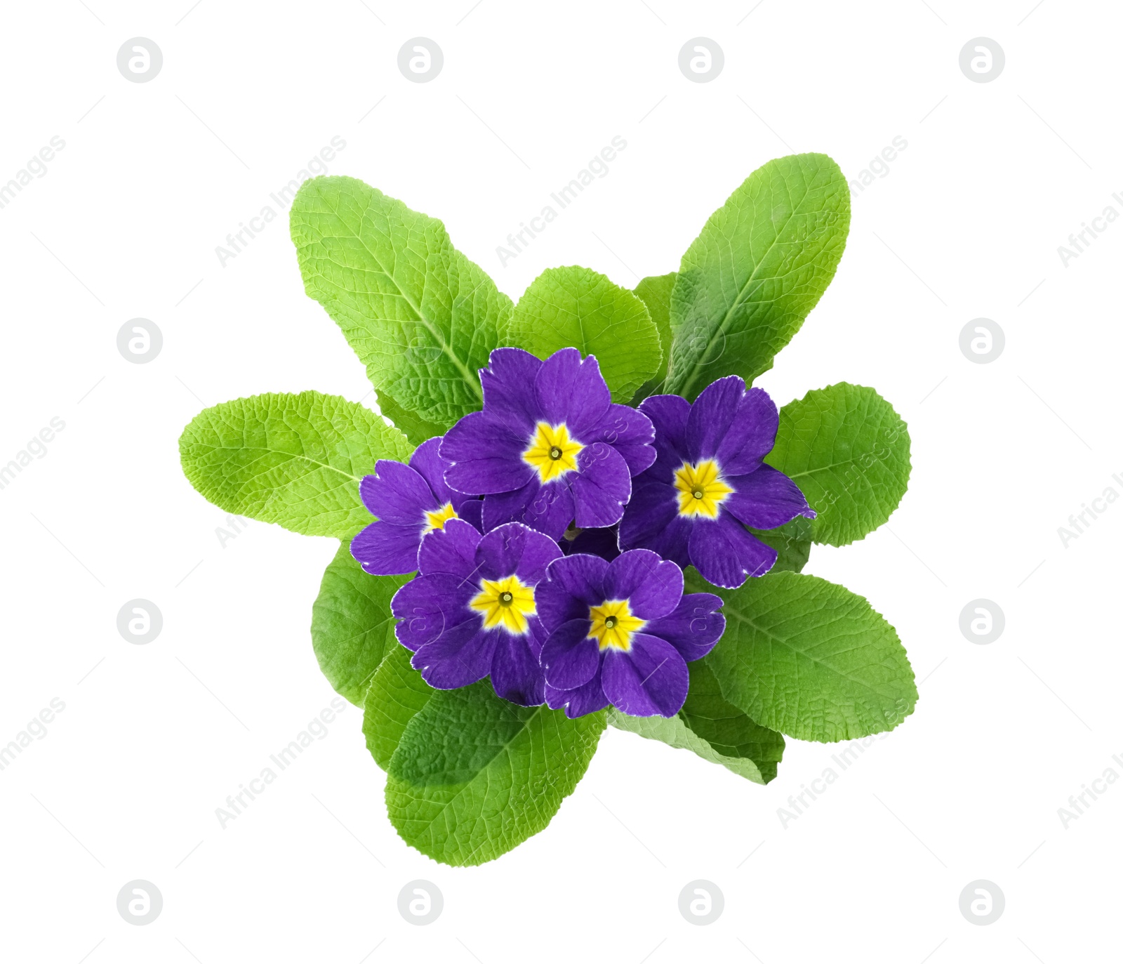 Photo of Beautiful primula (primrose) plant with purple flowers isolated on white, top view. Spring blossom