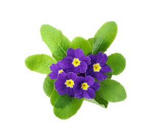 Photo of Beautiful primula (primrose) plant with purple flowers isolated on white, top view. Spring blossom