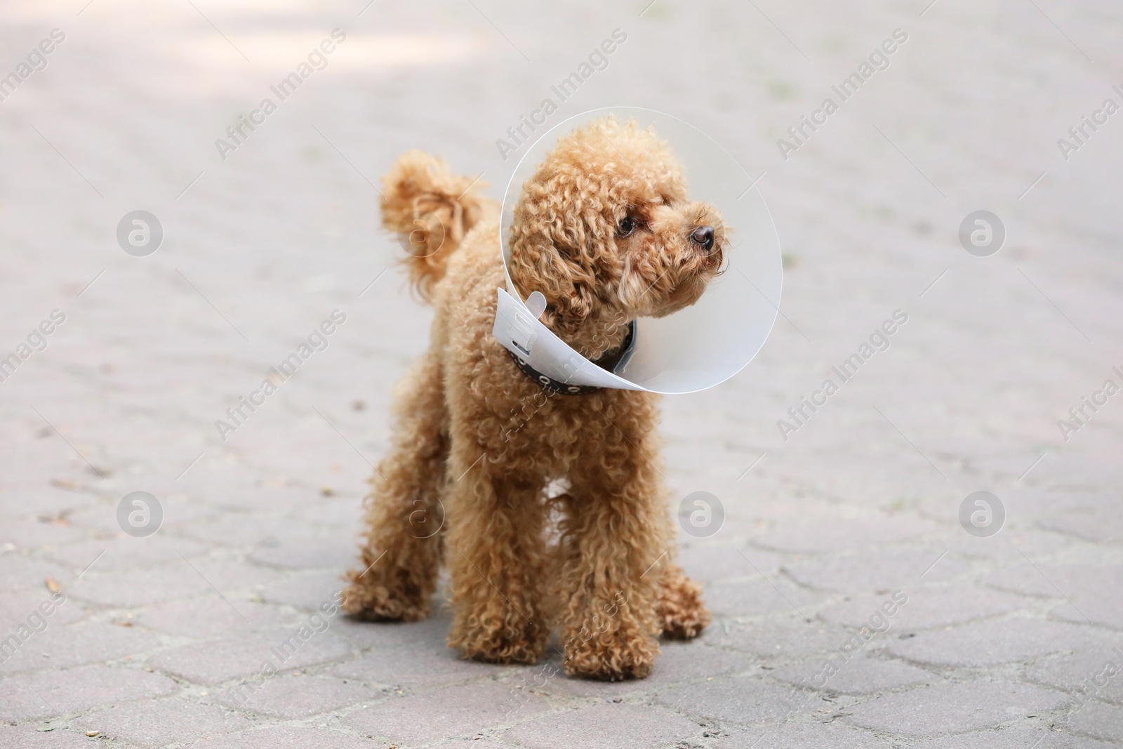 Photo of Cute Maltipoo dog with Elizabethan collar outdoors