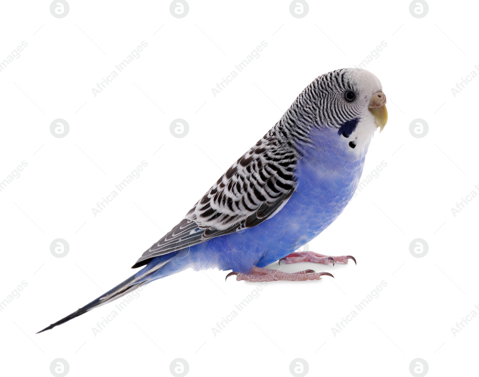 Photo of Beautiful parrot isolated on white. Exotic pet