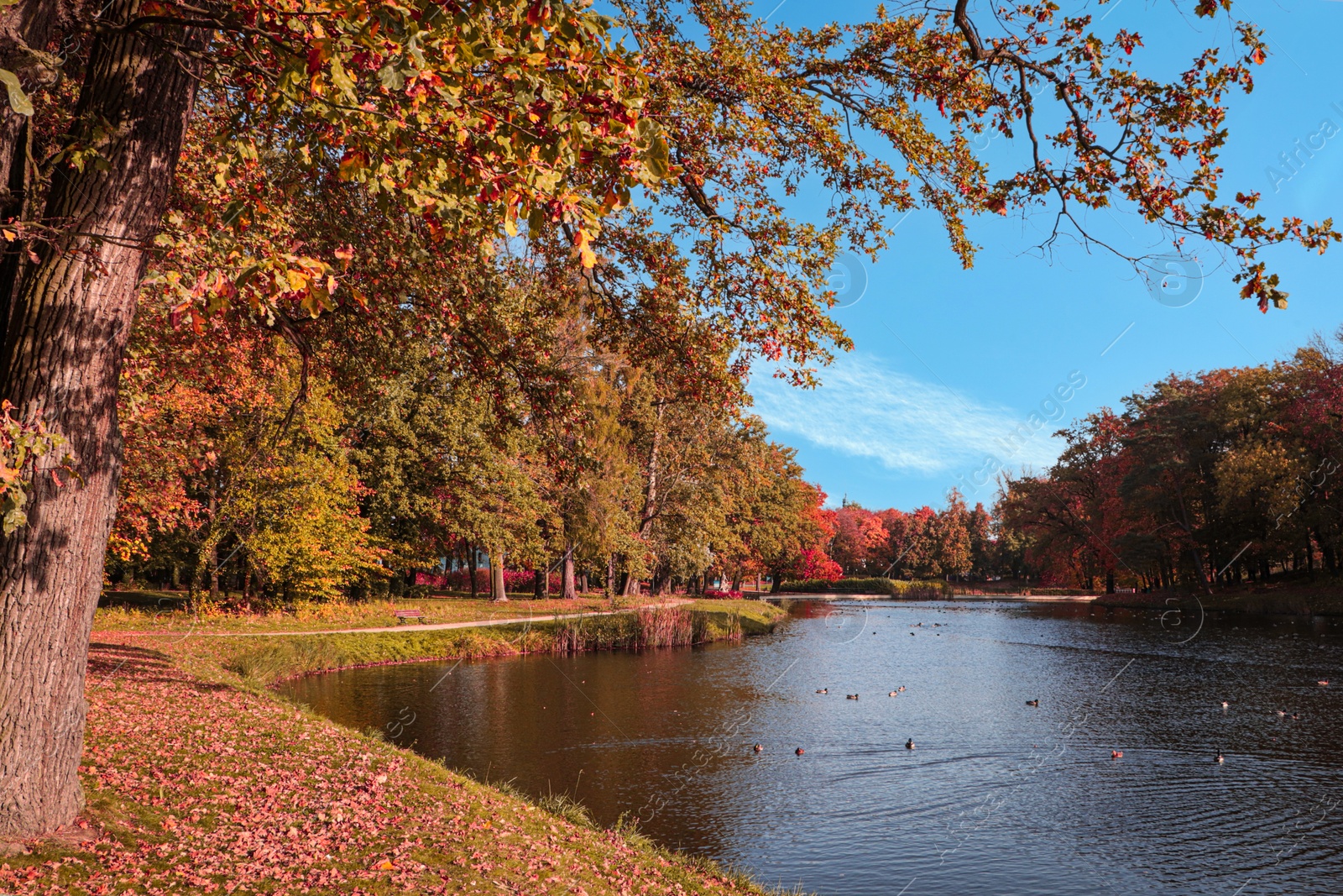 Photo of Picturesque view of park with beautiful trees and lake. Autumn season