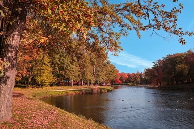 Photo of Picturesque view of park with beautiful trees and lake. Autumn season