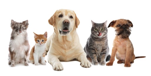 Image of Cute dogs and cats on white background