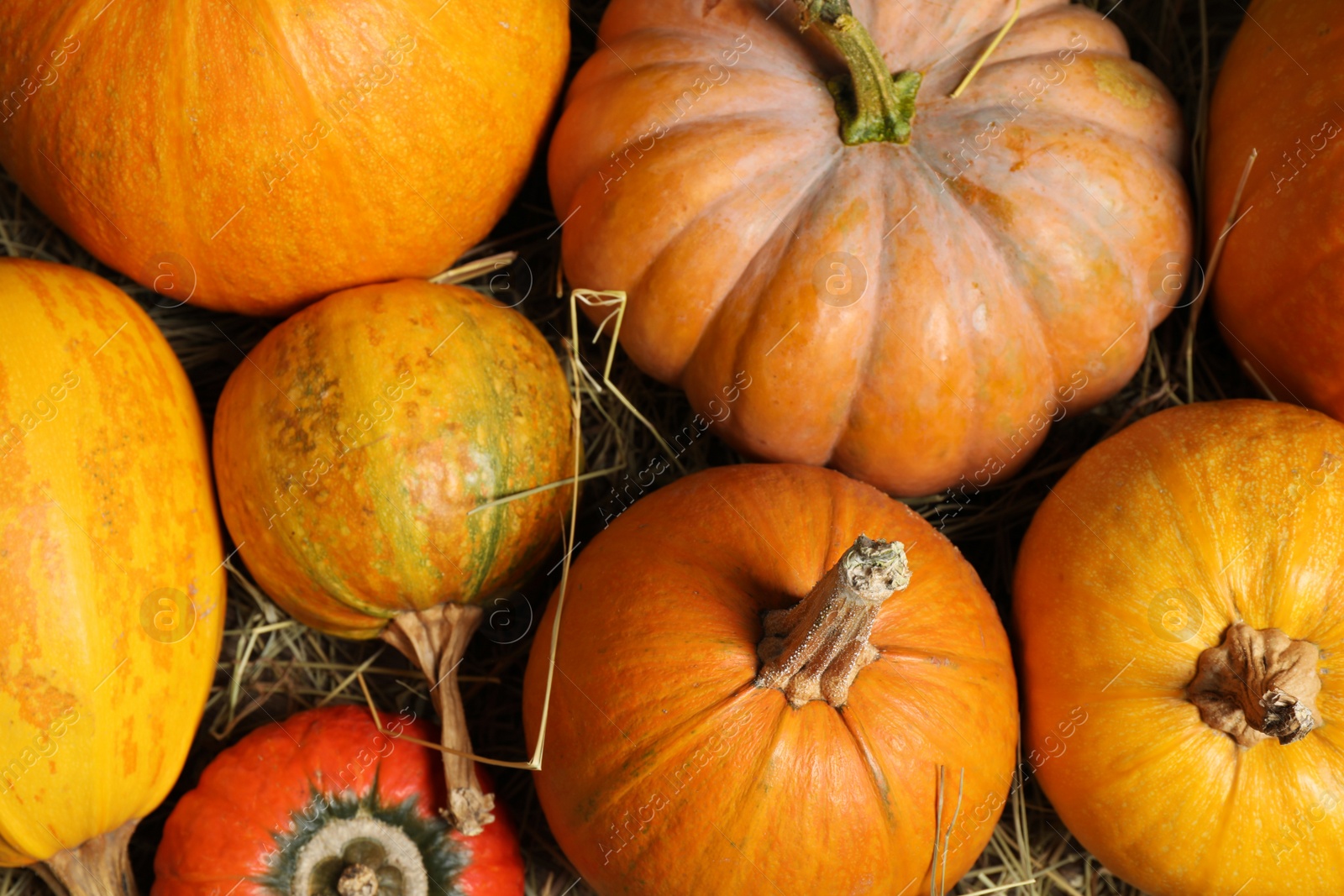 Photo of Many fresh ripe pumpkins as background, top view. Holiday decoration