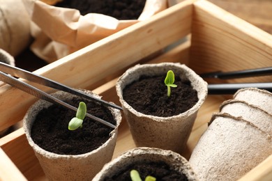 Photo of Young seedlings in peat pots in wooden crate