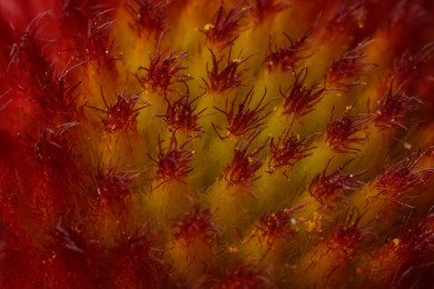 Photo of Texture of beautiful flower as background, macro