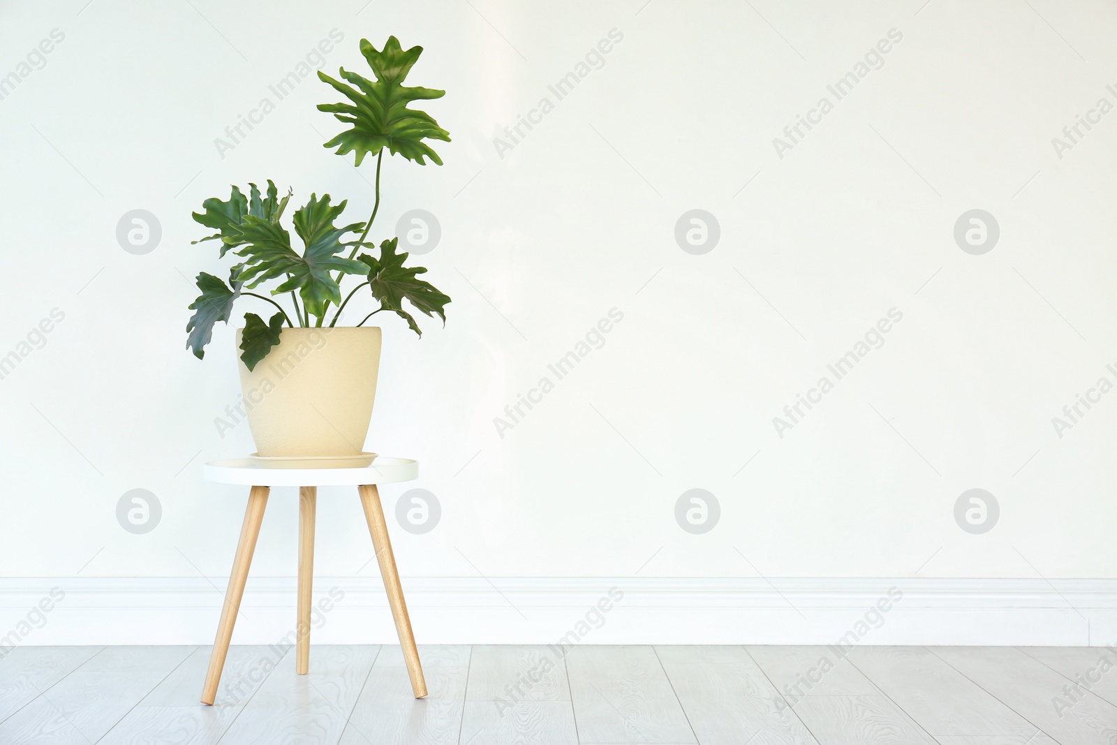 Photo of Tropical philodendron with big leaves near light wall