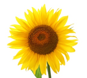 Photo of Beautiful bright blooming sunflower isolated on white