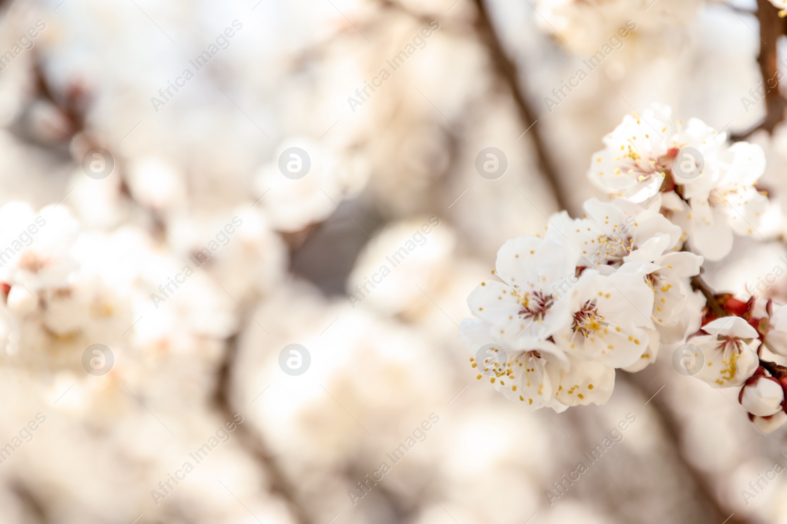 Photo of Beautiful apricot tree branch with tiny tender flowers outdoors, space for text. Awesome spring blossom