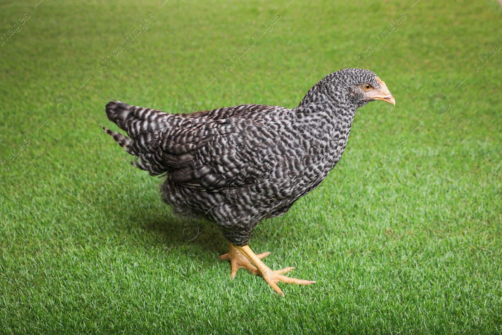 Photo of Beautiful chicken on green grass. Domestic animal