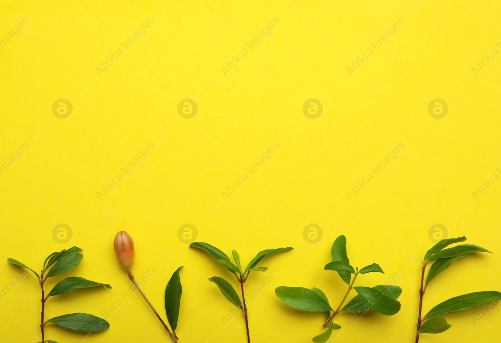 Photo of Pomegranate branches with green leaves and bud on yellow background, flat lay. Space for text