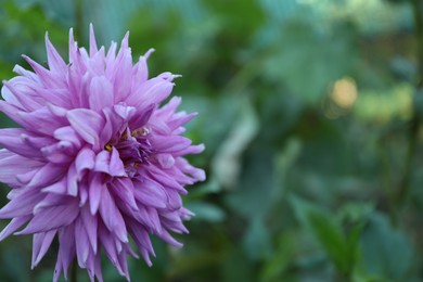 Beautiful blooming violet dahlia flower in green garden, closeup. Space for text