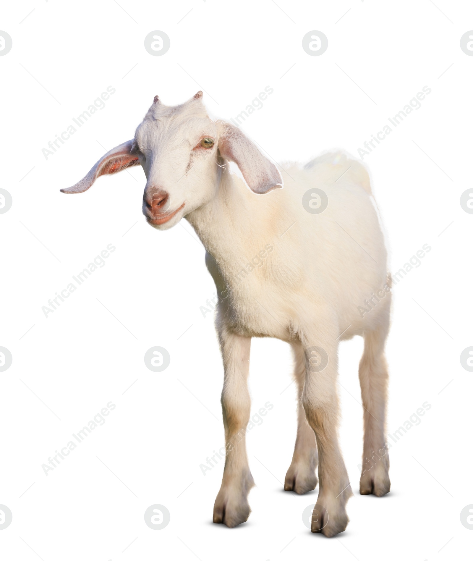 Image of Cute goat isolated on white. Farm animal