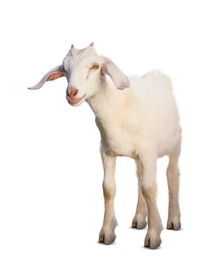 Image of Cute goat isolated on white. Farm animal