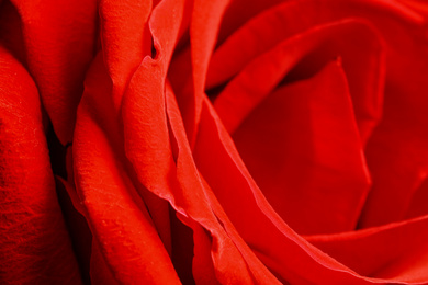 Closeup view of beautiful blooming rose as background. Floral decor