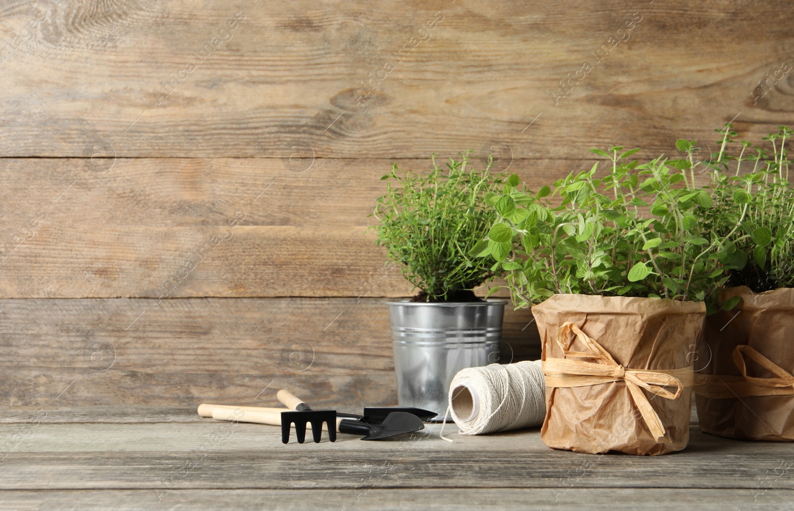 Photo of Different aromatic potted herbs, gardening tools and spool of thread on wooden table. Space for text