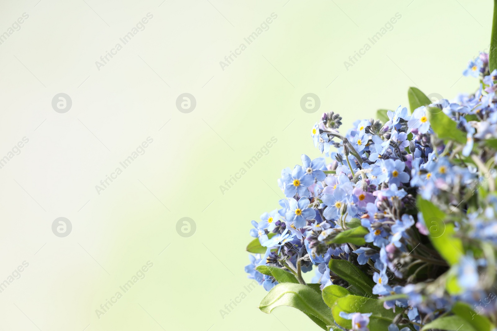 Photo of Beautiful forget-me-not flowers against blurred green background, closeup. Space for text