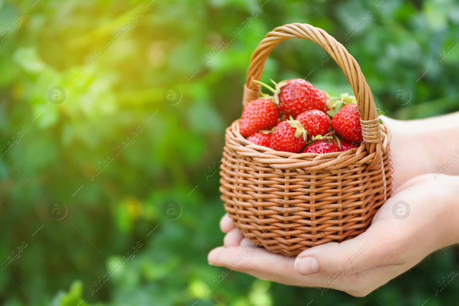 Photo of Woman holding wicker basket with ripe strawberries outdoors, closeup. Space for text