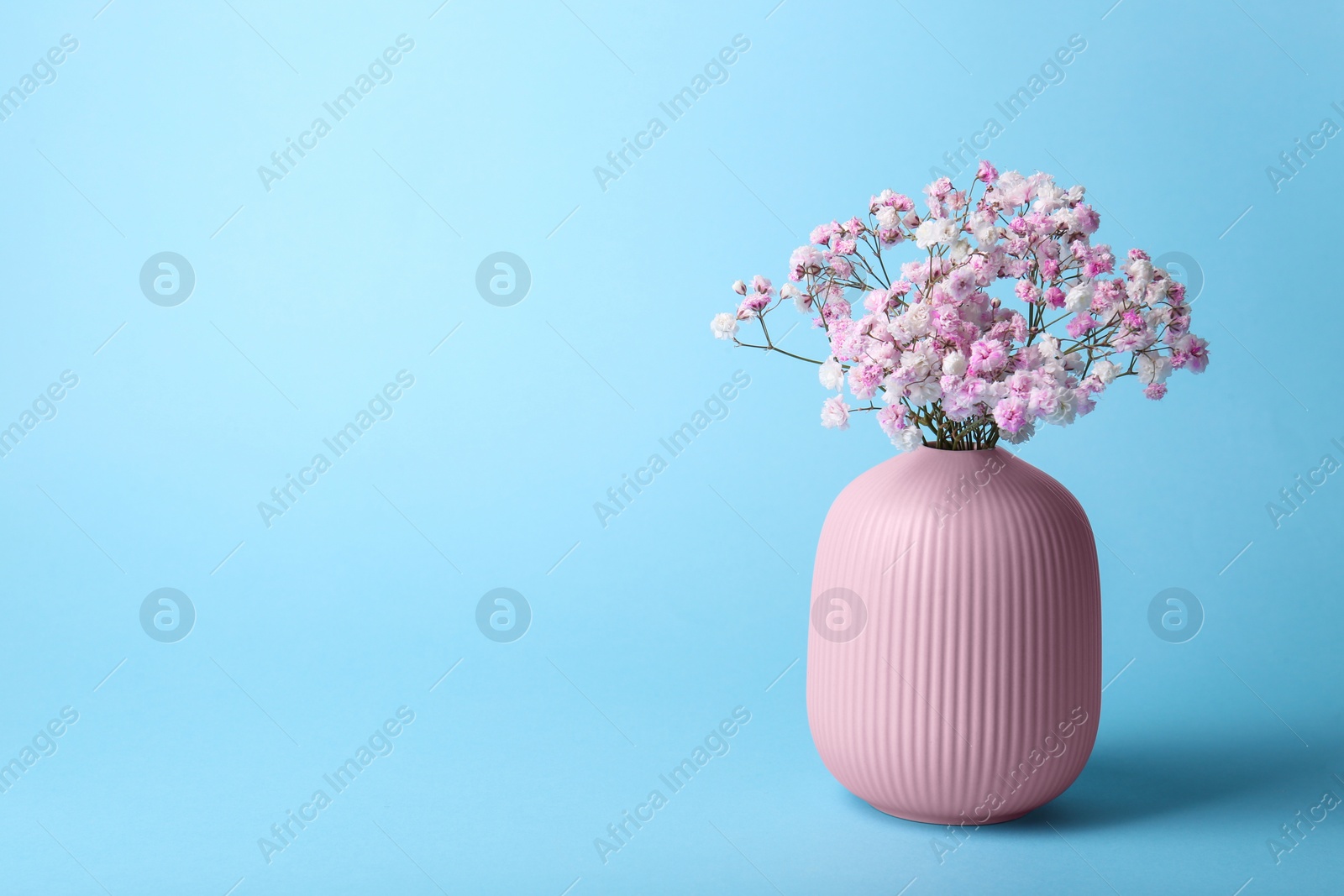 Photo of Beautiful dyed gypsophila flowers in pink vase on light blue background. Space for text